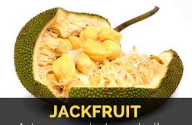The jackfruit tree is a widely cultivated in tropical regions and kerala is the largest producer of jackfruit in the world. Jackfruit Facts Health Benefits And Nutritional Value
