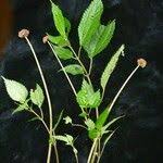 Image result for Lecanthus peduncularis