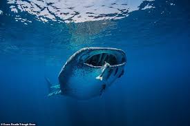 Whale Shark S Mouth Is Filled With Fish In Award Winning Photo Whale Shark Whale Shark Diving
