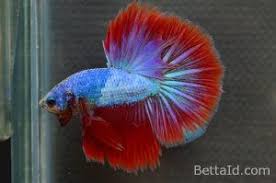 Ikan Cupang Halfmoon Fancy Hm43 Warna Dominan Merah Kondisi Ikan Sehat Bermental Berani Bertubuh Proporsional Sisik Mengkilap Dan Ikan Cupang Betta Ikan