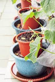 萬用土種什麼都成功 愛生活 365 痞客邦 planters plants planter pots