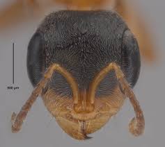 Image result for Pycreus gracillimus