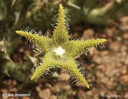 Image result for Orbea dummeri