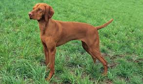 The vizsla dog, the symbolic dog of the hungarian nation. Vizsla Dog Breed Information