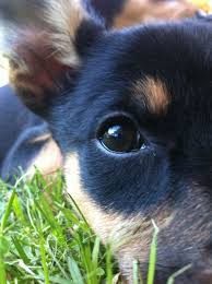 Kelpie Puppy I Think My Heart Just Skipped A Beat Http Beckyoder Nerium Com Australian Kelpie Dog Aussie Dogs Dog Boarding Near Me