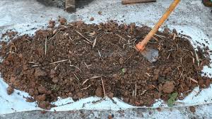 Image result for ডালিয়ার চাষ