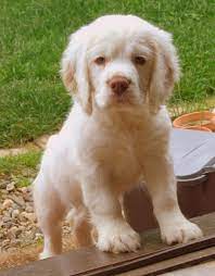 Clumber Spaniel Puppies Probably The Sweetest Thing Ever I Miss Mine Cocker Spaniel Puppies Puppies Clumber Spaniel