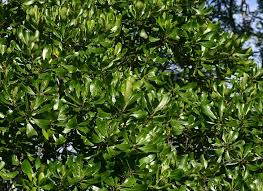 Image result for Uapaca