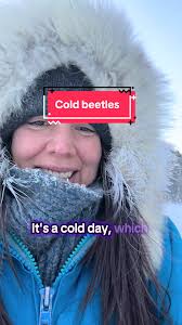 #pinebeetle #arctic #freezing #indigenousday