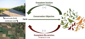 D & j pest control inc. Frontiers Effects Of Field And Landscape Scale Habitat On Insect And Bird Damage To Sunflowers Sustainable Food Systems
