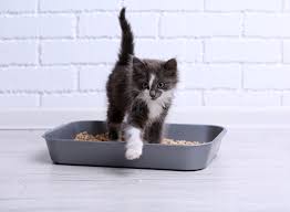 An enclosed litter box can allow you and your cat more privacy, and clumping litter is easier to maintain. Bringing Home A Kitten Things You Need To Know Hill S Pet
