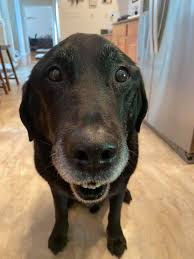 We are a mobile veterinary clinic that specializes in small animal, large animal & camelid. Mobile Pet Vet Home Facebook