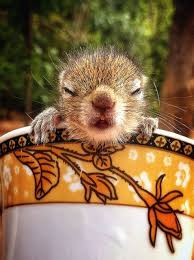 Tea Cup Carriage For Rob The Baby Sri Lankan Palm Squirrel By Paul Williams Iron Ammonite Baby Squirrel Indian Palm Squirrel Cute Animal Pictures