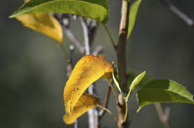 Pear Tree Leaves Turning Yellow Fixing A Pear Tree With Yellow Leaf Spots