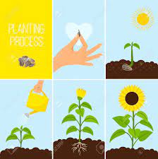 They are typically grown from a certain variety of unshelled sunflower seed called black oil sunflower, which are smaller black seeds rather than the the rest of the process of how to grow sunflower sprouts involves watering them daily. Flower Planting Process Vector Illustration Planting A Seed Royalty Free Cliparts Vectors And Stock Illustration Image 88063522