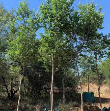 Image result for Celtis africana
