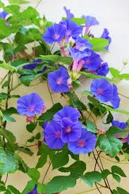Image result for Ipomoea violacea