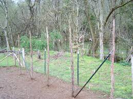 Bush beans grow as a shrub or bush and don't need extra support. Simple Trellis For Green Beans Organic Forum At Permies