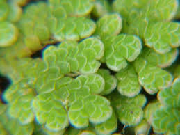 Image result for Azolla pinnata