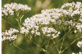 Valerian is mainly remembered for persecuting christians and for the manner in which his life ended. Common Valerian Herb Seed Johnny S Selected Seeds
