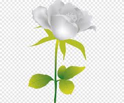 Download 20.000+ gambar bunga mawar merah & putih gratis. Wallpaper Mawar Putih White Flower Bouquet Cut Flowers Petal Garden Roses Rose Plant Rose Family Floribunda 2055869 Wallpaperkiss