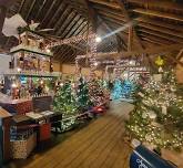 Tannenbaum Forest