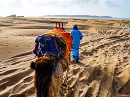 What can i say.it was so surreal! Should You Do A Camel Ride In Essaouira Rusty Travel Trunk