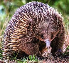 I Found This Echidna On The Great Ocean Road In Victoria Australia The Echidna Is One Of The Few Extant Species Of Monotreme Egg L Mammals Echidna Egg Laying