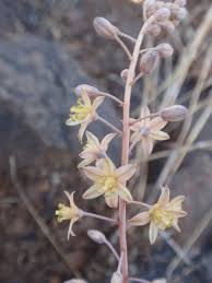 Image result for Drimia