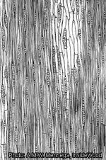 Image result for Cathormion altissimum