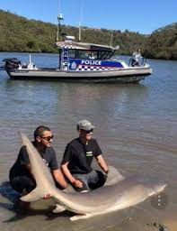 A deeper lockdown for parramatta, campbelltown and georges river lgas. Updated Fisheries Officials Unconcerned After 3 5 Metre Bull Shark Is Caught In Georges River St George Sutherland Shire Leader St George Nsw
