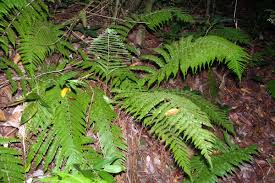 Image result for Ctenitis