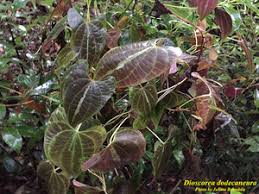 Image result for Dioscorea dregeana