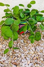 How To Care For A Hoya Houseplant Joy Us Garden