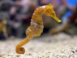 Kuda laut bungalows & diving features. Infopublik Warga Pulau Badi Pangkep Kembangkan Budidaya Kuda Laut