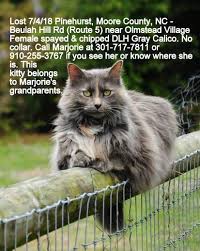 They are typically black, white, orange or cream. Lost Cat Long Haired Gray Calico In Pinehurst Pets Thepilot Com