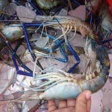 Adapun ciri khas udang galah makan umpan yaitu : Umpan Mancing Udang Galah Jombo Muara Mancingikan Net 2021 Mancingikan Net 2021