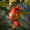 Alternata in the pistils of asymptomatic pomegranates can be significant. 1