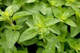 It will naturally attempt to form a rounded bush. What Variety Of Oregano Should I Grow