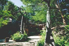 Besondere unterkünfte zum kleinen preis. Singapore Botanic Gardens Parks Nature Reserves Gardens Parks Nature National Parks Board Nparks
