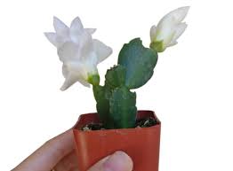 A christmas cactus is not poisonous towards cats. Is Zygocactus Thanksgiving Cactus Toxic To Cats Pet Care Advisors
