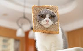 ‪160 Best Food Names for Cats Who Are All About Eating‬‏