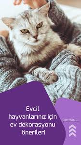 Evcil Hayvanlariniz Icin Ev Dekorasyonu Onerileri Hayvan Evcil Hayvanlar Dekorasyon