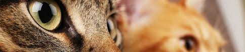 Not all false eyelashes fit straight from the package, some might be too long or too wide for your lashes, so you will need to measure them and cut it to size. Feline Design Carnivora