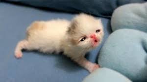 Share the best gifs now >>>. Meet Marshmallow The Sweet Month Old Kitten Who Now Weighs More Than Her Fluffy Namesake At Only One Pound Daily Mail Online