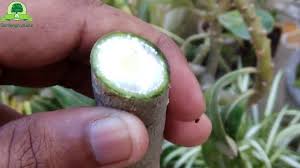 This means that all parts of the plant are considered toxic. Adenium Plants Care Growing Tips Planting Cutting Pruning And Trimming Adeniums By Gardengraduate Youtube