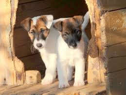 Image result for foxteriér hladkosrstý