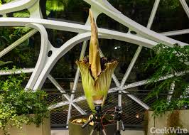 By crawling all over the plant, these insects play a vital role in pollinating the titan arum. Ooooh That Smell Is Returning To Amazon Spheres As Stinky New Corpse Flower Is Set To Bloom Again Geekwire