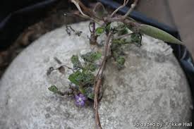 Image result for Raphionacme hirsuta