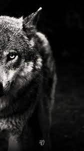 Download and use 10,000+ wolf wallpaper stock photos for free. Wolf Wallpaper Siyah Kurtlar Nadide Fotograflar Fantazi Sanati